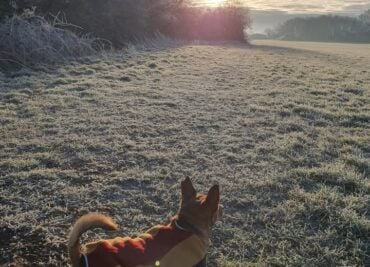 Sending Boxing Day Joy