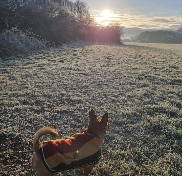 Sending Boxing Day Joy