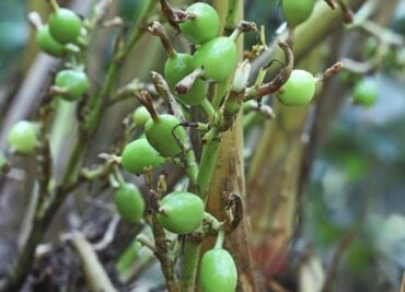 Cardamom Comfort Body and Mind