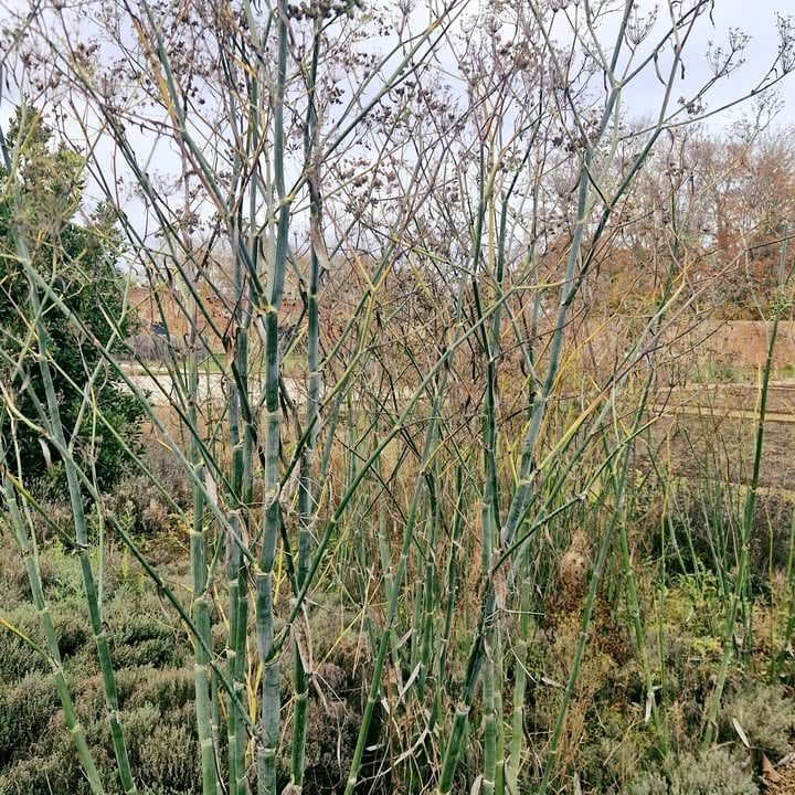 Enhance your well-being with winter fennel bowel support, helping to combat constipation and promote healthy digestion.