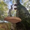 Wonders of Birch Fungi
