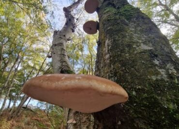 Wonders of Birch Fungi