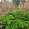 Parsley Herbal Winter Joy and Its Health Benefits
