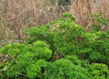 Parsley Herbal Winter Joy and Its Health Benefits