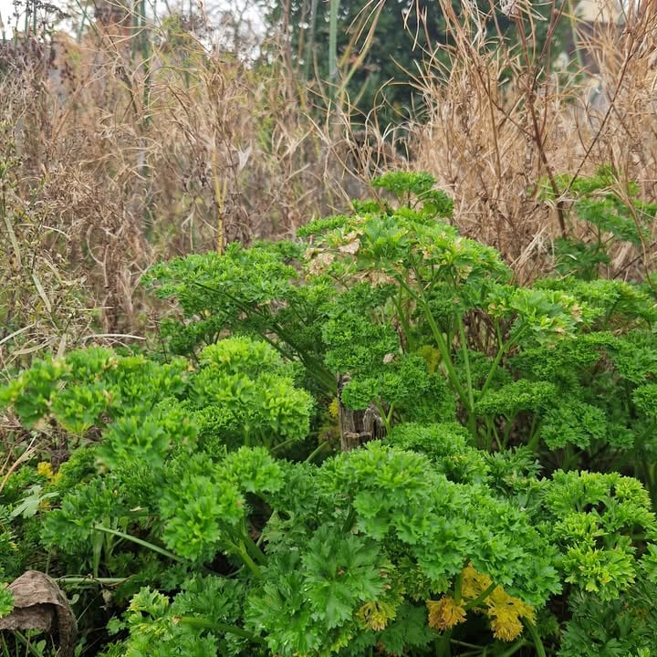 Parsley Herbal Winter Joy and Its Health Benefits