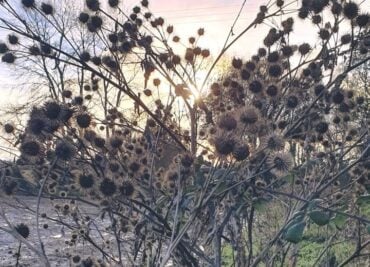 Burdock Burrs, we use the Roots!