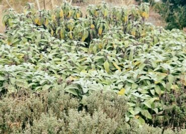 Sage and Thyme Winter Leaves for Immune Support