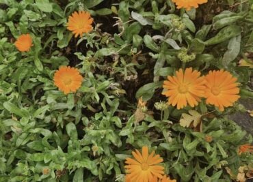 Winter Marigold Flowers