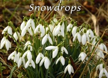 The Hope of Snowdrops reminds us that winter will pass, revealing the beauty of nature with these blooming flowers.