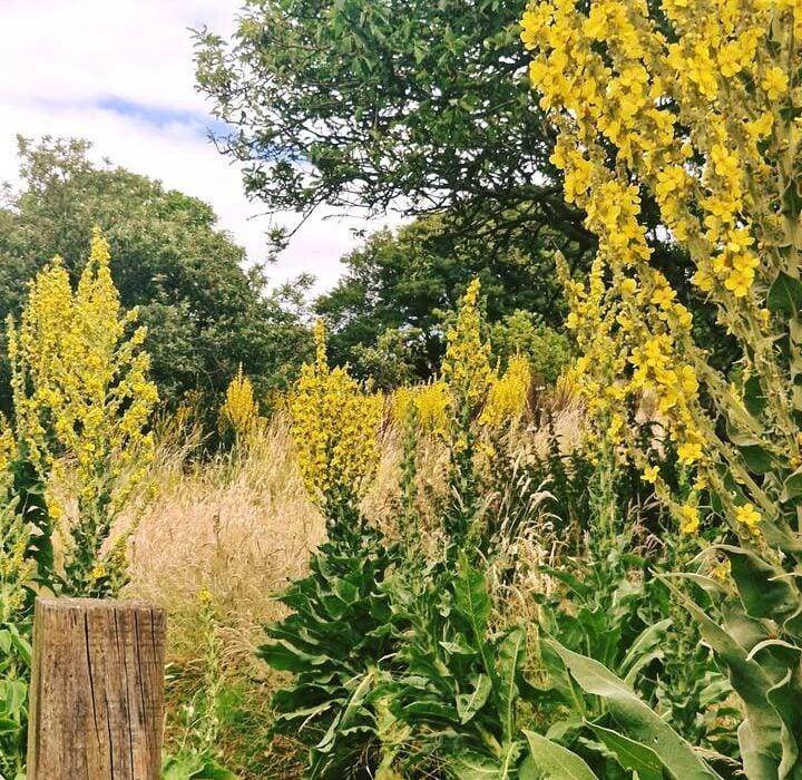 Mullein and Eucalyptus Can Help with Persistent Coughs