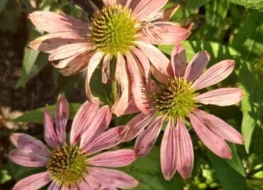 Liver Support for Better Winter Immunity