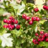 Hawthorn Warms and Reinvigorates the Heart and Blood Vessels