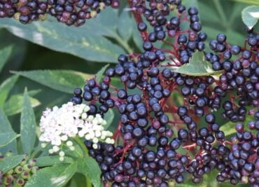 Cold, Flu and Elderberry