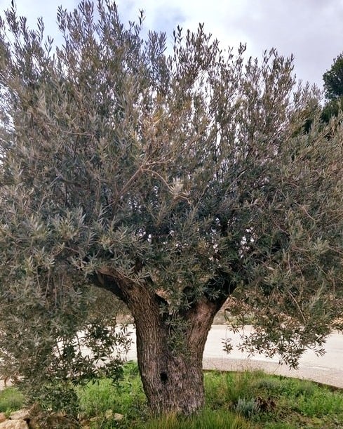 Olive the Wonder Herb