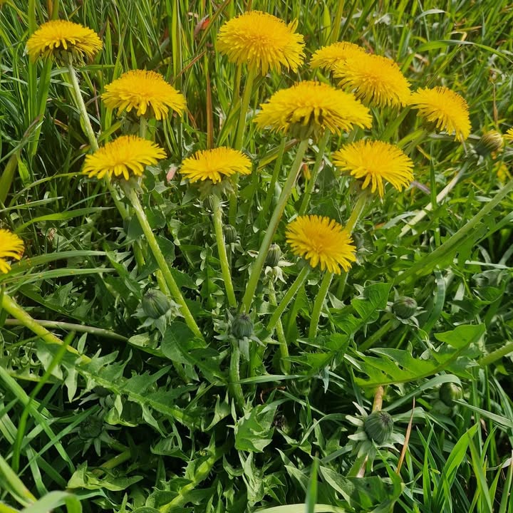Medicinal Dandelion, we Use Leaf and Root