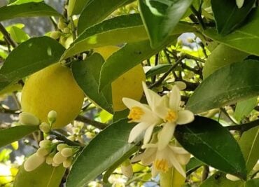 Help Digestion That's Sluggish