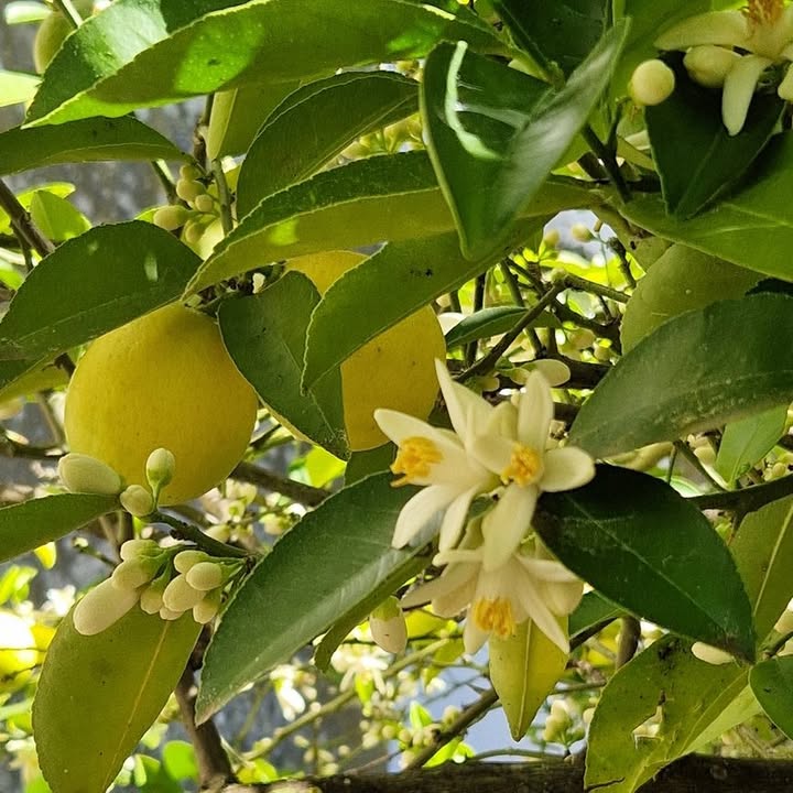 Help Digestion That's Sluggish