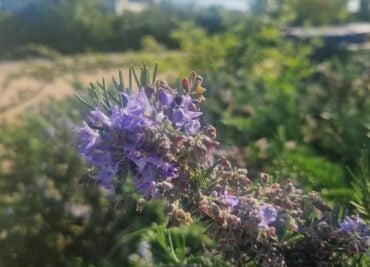 Rosemary Gifts So Much