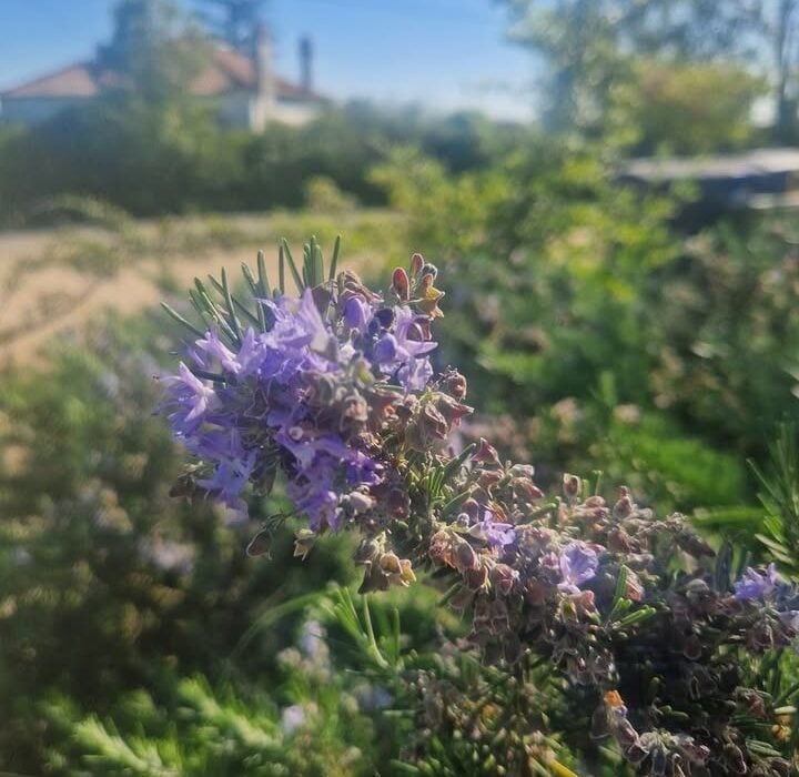 Rosemary Gifts So Much