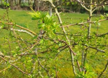 Hawthorn For The Heart