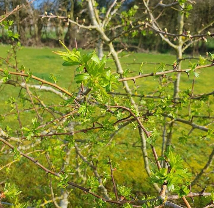 Hawthorn For The Heart