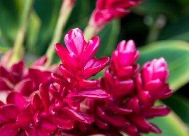 Ginger up for Spring