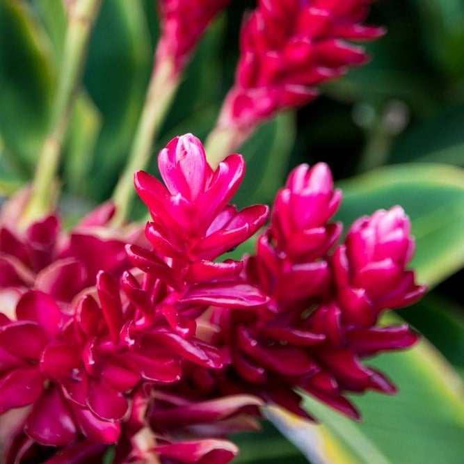 Ginger up for Spring