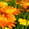 Golden Marigold Flowers
