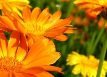 Golden Marigold Flowers