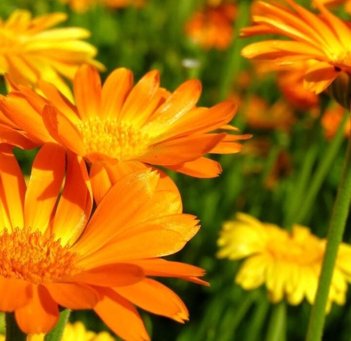 Golden Marigold Flowers