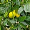Lemon and Artichoke for Digestion and Cholesterol