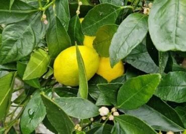 Lemon and Artichoke for Digestion and Cholesterol