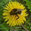 Spring Cleansing - try our Liver Cleanse