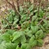 Lemon Balm is so Calming and Lemony