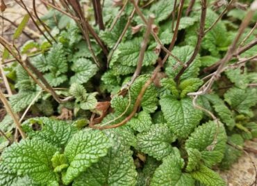 Lemon Balm is so Calming and Lemony