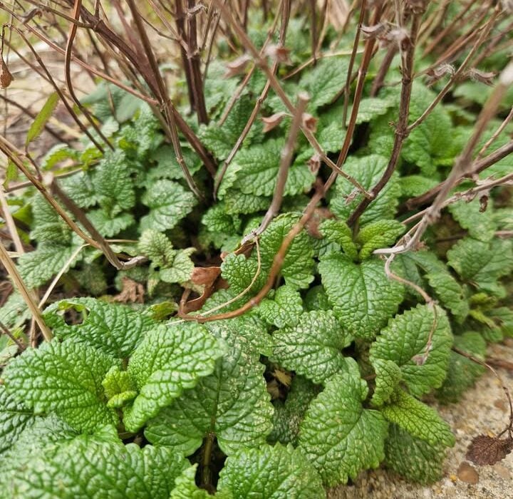 Lemon Balm is so Calming and Lemony
