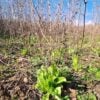 Chicory Field, we use the Roots