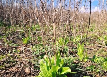 Chicory Field, we use the Roots