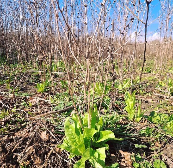 Chicory Field, we use the Roots