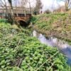 Youthful Nettles