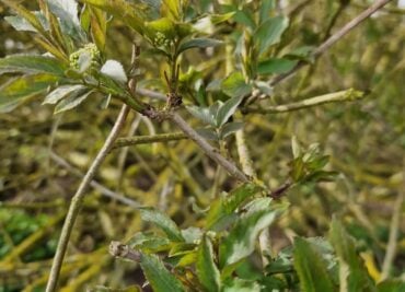 Elderflower Spring Blossom is Forming