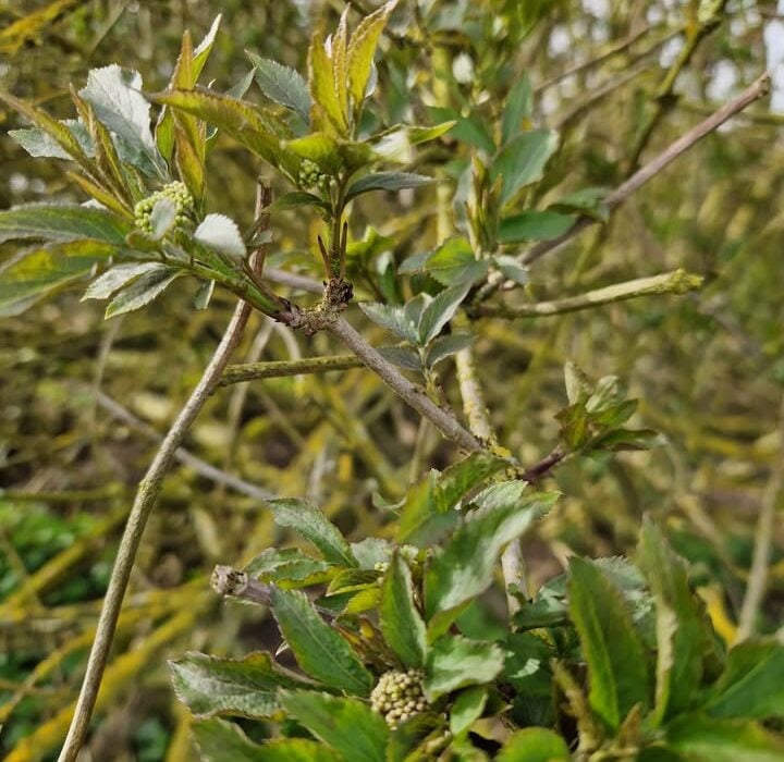 Elderflower Spring Blossom is Forming