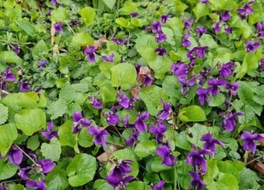 Violet Heaven