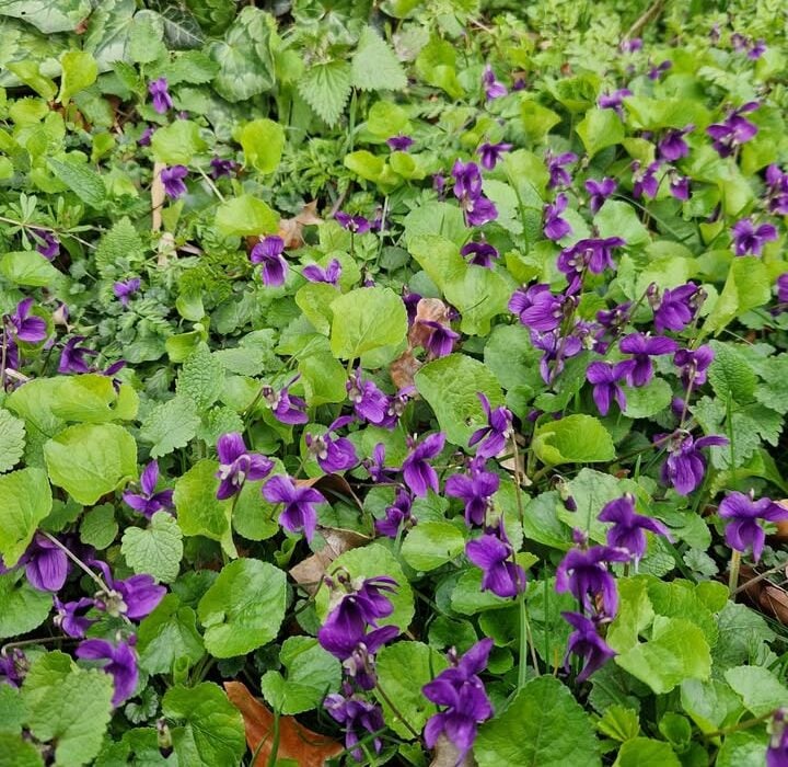 Violet Heaven
