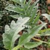 Artichoke is So Useful for Digestion and Blood Sugar