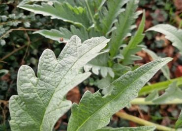Artichoke is So Useful for Digestion and Blood Sugar