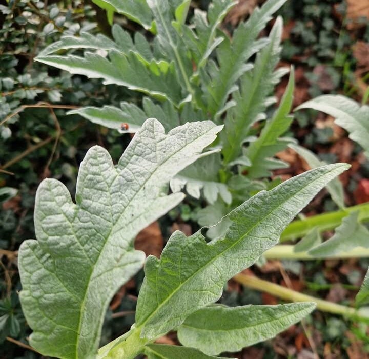 Artichoke is So Useful for Digestion and Blood Sugar