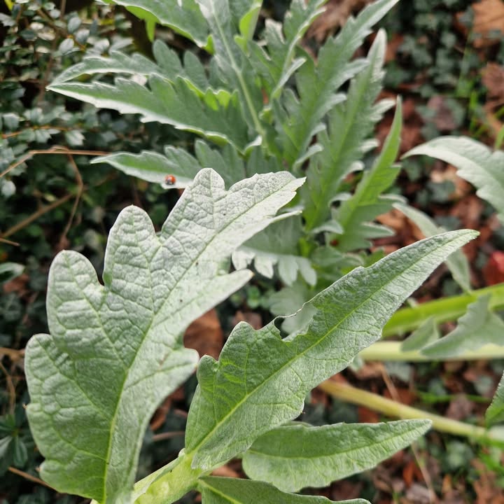 Artichoke is So Useful for Digestion and Blood Sugar