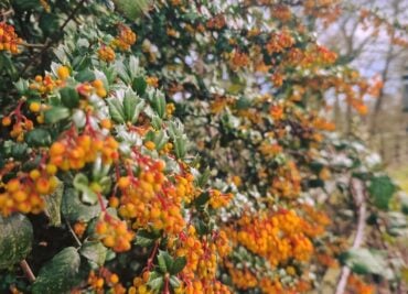 Berberine for Whole Body Support