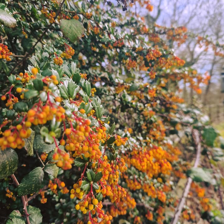 Berberine for Whole Body Support